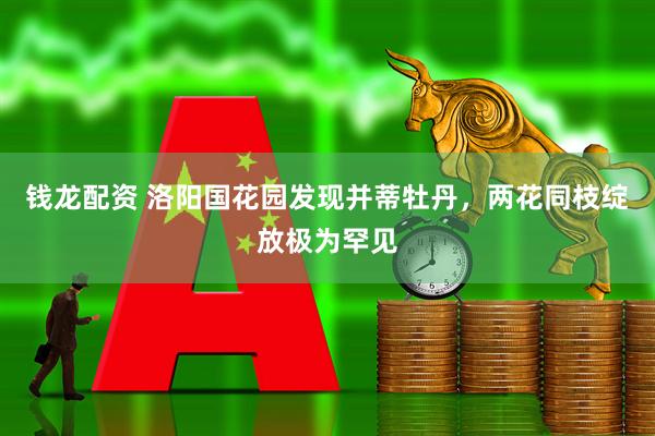 钱龙配资 洛阳国花园发现并蒂牡丹，两花同枝绽放极为罕见