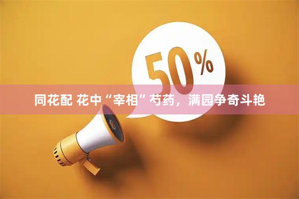 同花配 花中“宰相”芍药，满园争奇斗艳